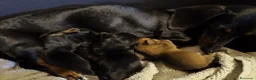 Meticcio cani in vendita: Cuccioli Chiweenie  a Provincia di Lucca - Annuncio 2