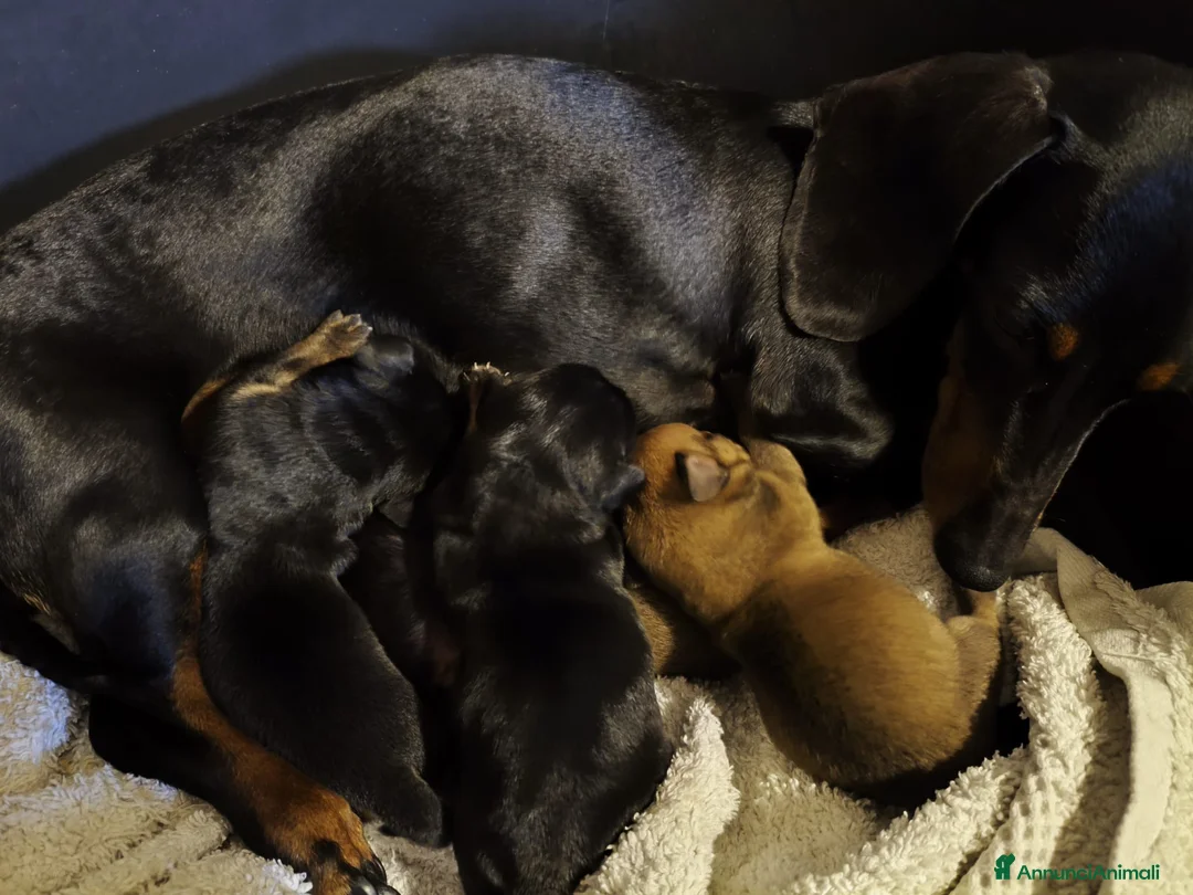 Meticcio cani in vendita: Cuccioli Chiweenie  a Provincia di Lucca - Annuncio 2