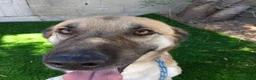 Meticcio cani in regalo: Jimmy - Annuncio 3