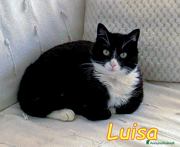 Europeo gatti GATTINA LUISA  SENZA PIU CASA - Annuncio 3