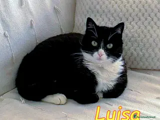 Europeo gatti GATTINA LUISA SENZA PIU CASA - Annuncio 3