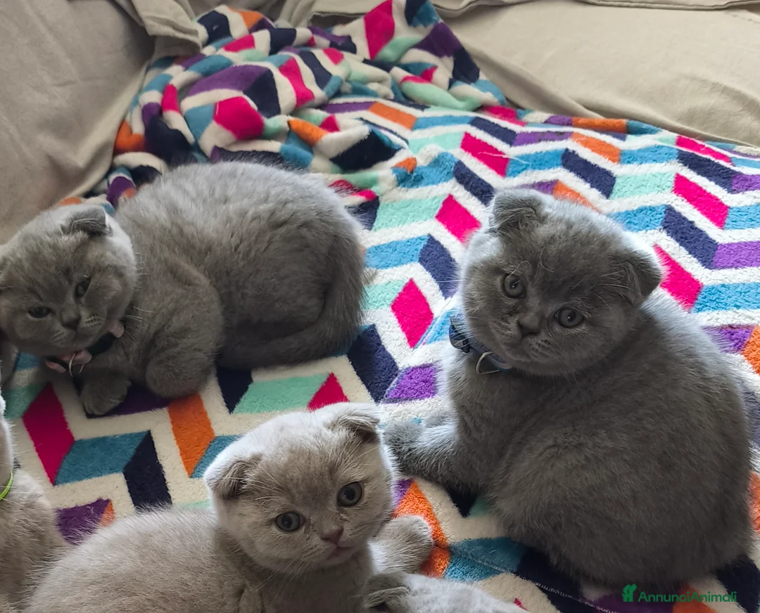 Scottish gatti in vendita: Scottish Fold a Provincia di Mantova - Annuncio 1
