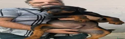 Rottweiler cani in vendita: Rottweiler  - Annuncio 6
