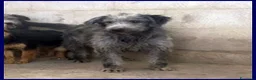 Meticcio cani in regalo: MAGOGO un bel timidino - Annuncio 5