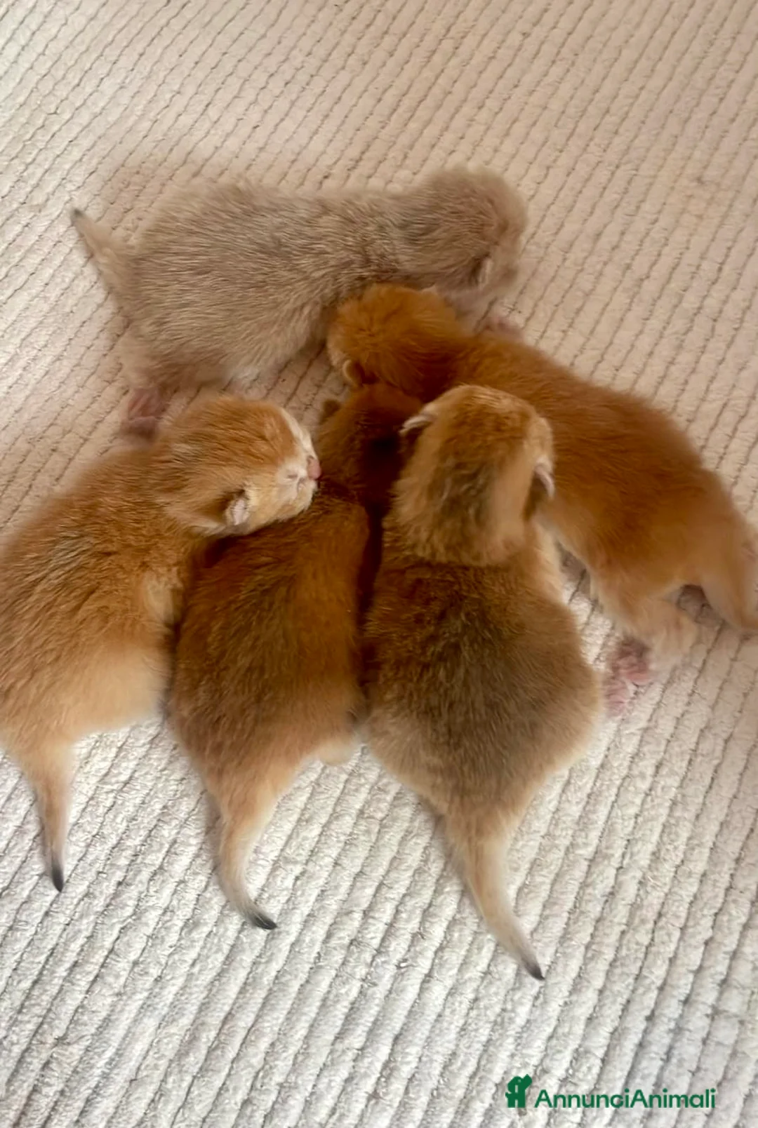 British gatti in vendita: British Shorthair Golden Enfi - Annuncio 2