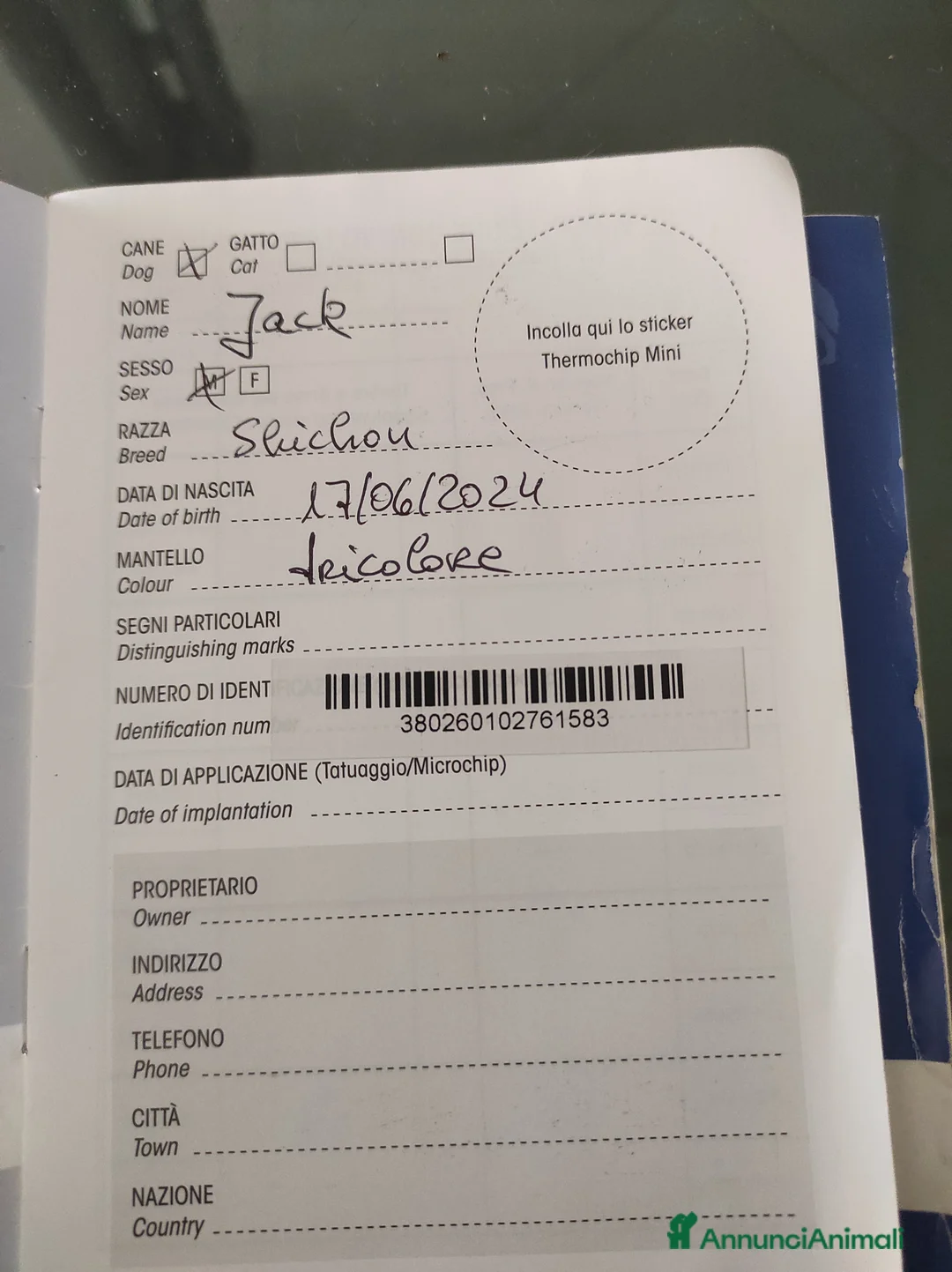 Shih Tzu cani in vendita: Coppia di Shitzu di un anno e mezzo  - Annuncio 6