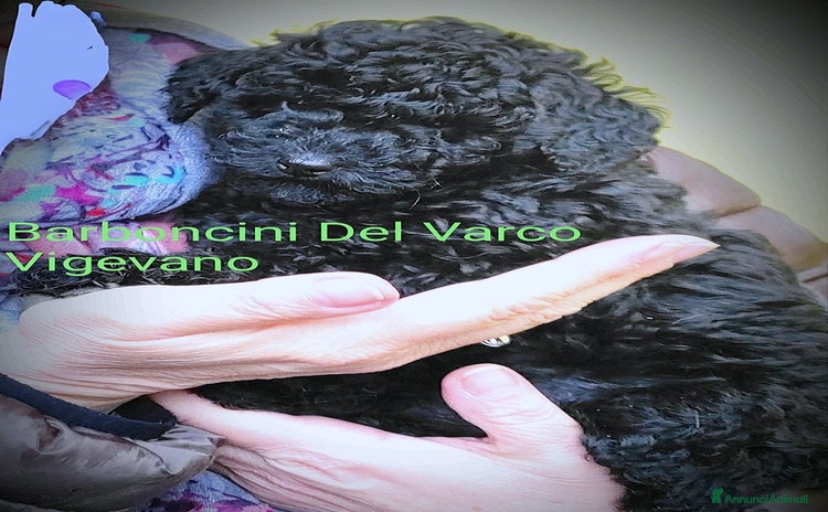Barboncino cani a Provincia di Pavia - Annuncio 14