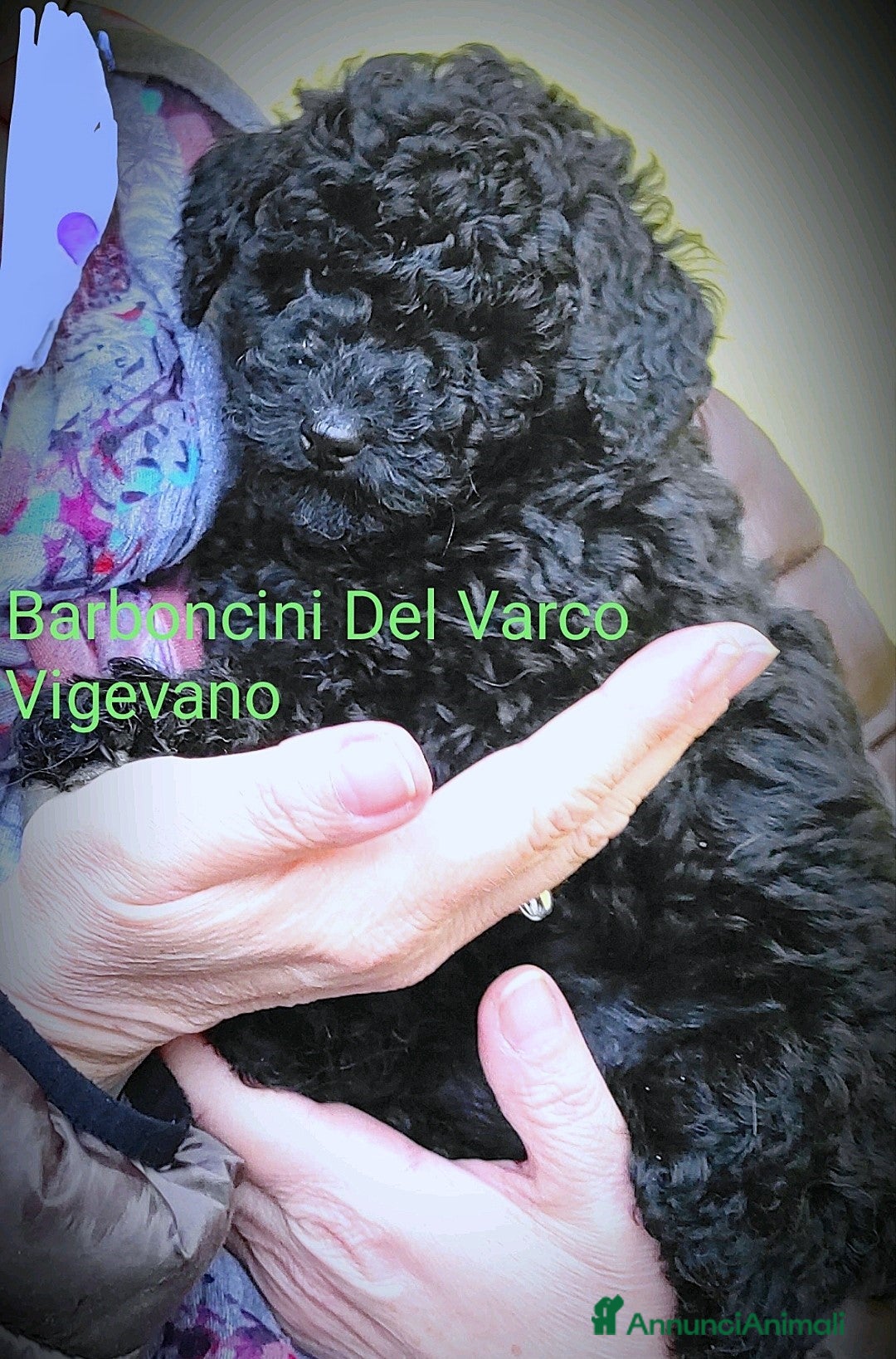 Barboncino cani in vendita: Barboncini cuccioli a Provincia di Pavia - Immagine 1