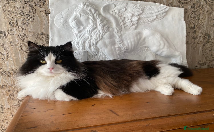 Siberiano gatti - Annuncio 7