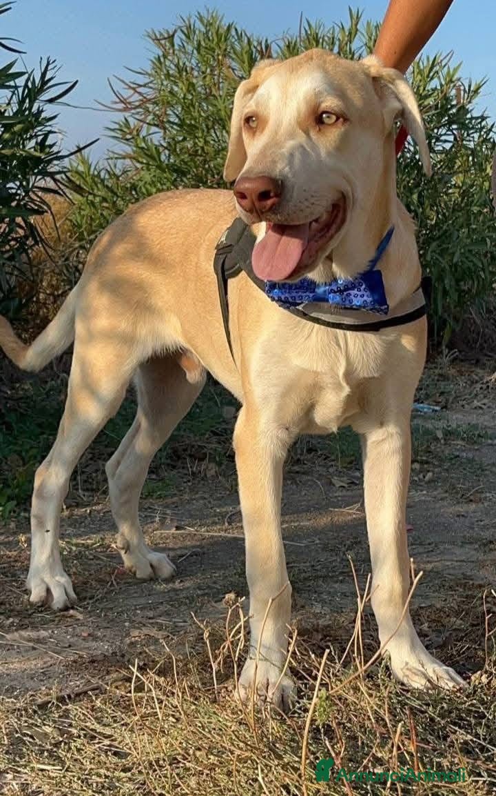 Meticcio cani Vasco - Annuncio 2