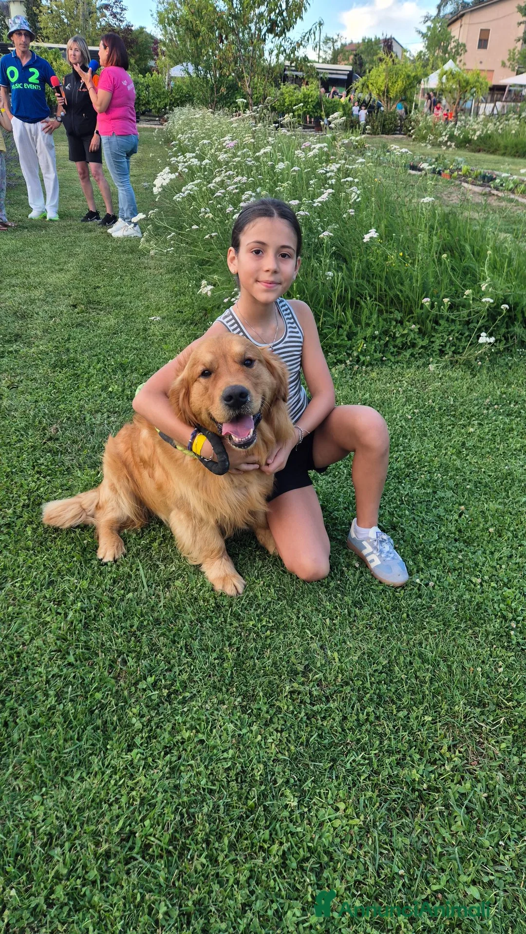 Golden Retriever cani per accoppiamento: Golden retriever maschio per accoppiamento a Provincia di Alessandria - Annuncio 1