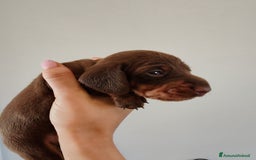 Bassotto cani in vendita: Cuccioli bassotti nani selezionati  a Provincia di Ferrara - Immagine 5