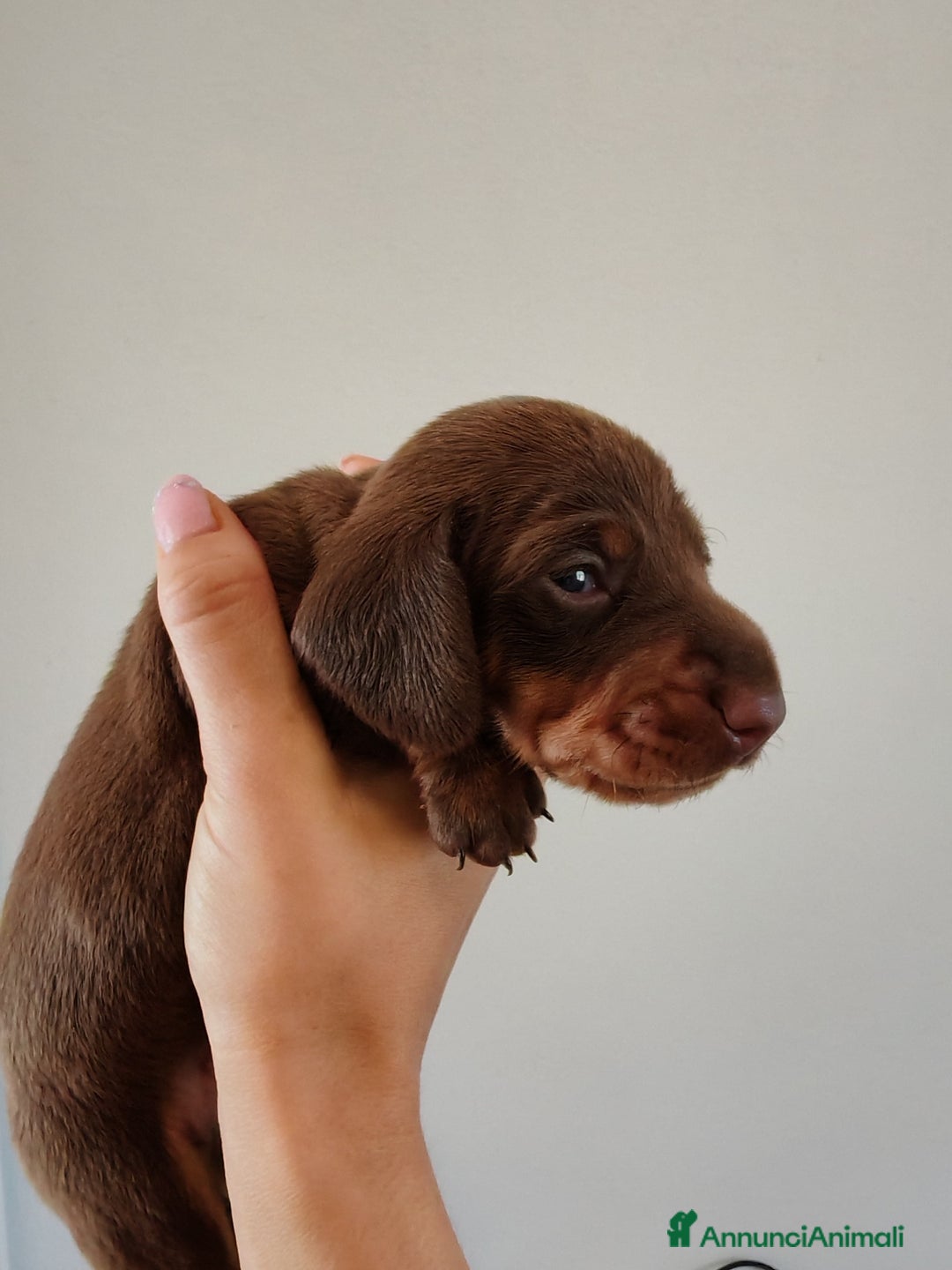 Bassotto cani in vendita: Cuccioli bassotti nani selezionati  a Provincia di Ferrara - Immagine 5