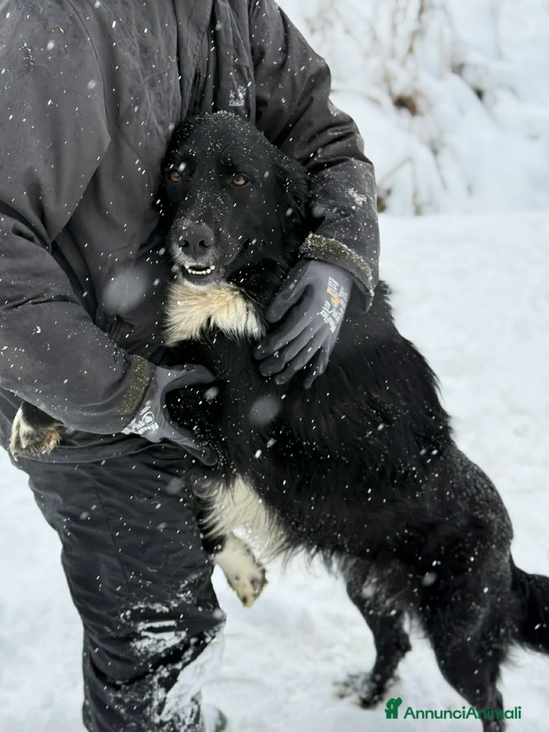 Meticcio cani in regalo: DEJAN, affettuosissimo cagnolone di taglia GRANDE - Annuncio 5