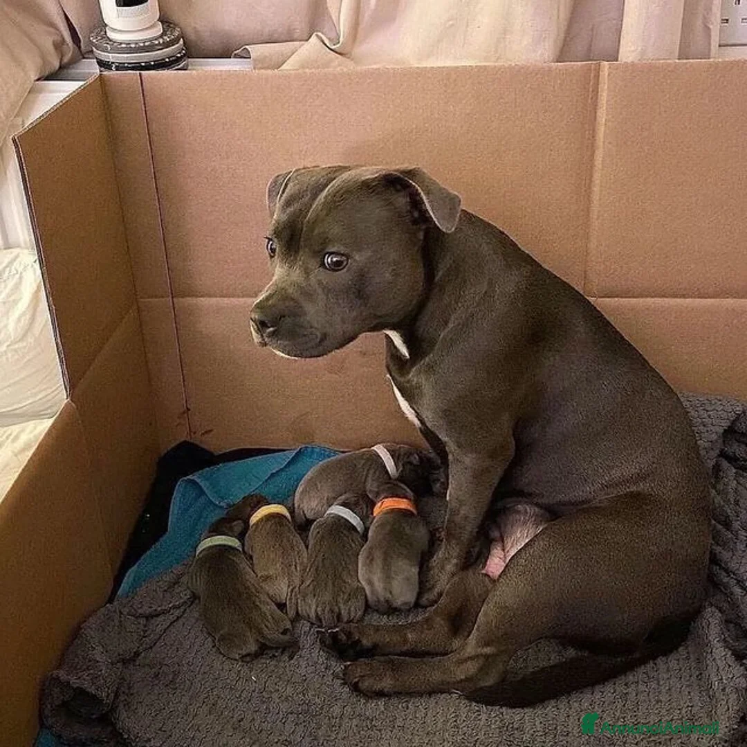 Pitbull cani in regalo: Cuccioli di American Pitbull  - Annuncio 2