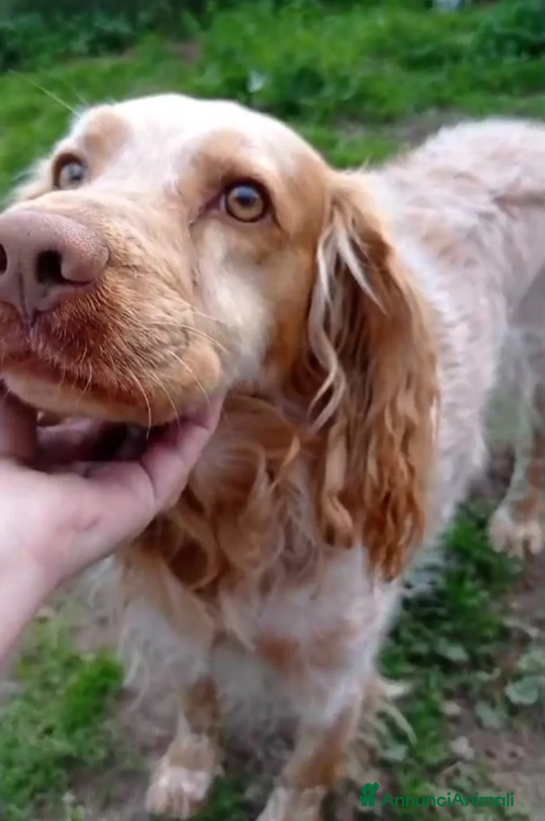 Breton cani in regalo: Breton 7anni in canile dal lontano 2020! VITERBO a Città metropolitana di Milano - Annuncio 4