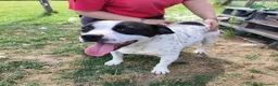 Meticcio cani in regalo: Rosa, un fiore di rara bellezza - Annuncio 6