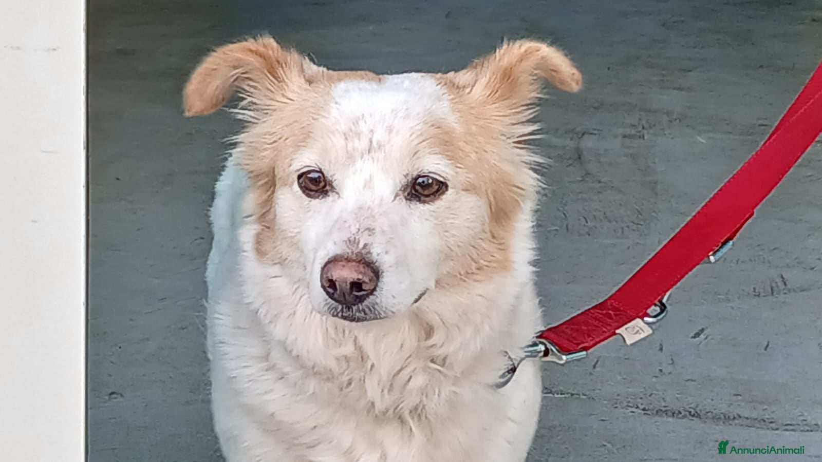 Meticcio cani NONNA PESCA HA BISOGNO DI UNA CASA, IN ADOZIONE - Annuncio 9