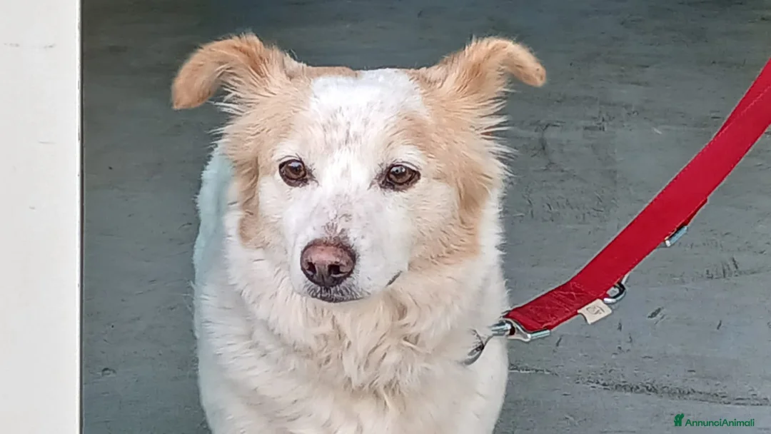 Meticcio cani in regalo: NONNA PESCA HA BISOGNO DI UNA CASA, IN ADOZIONE - Annuncio 1