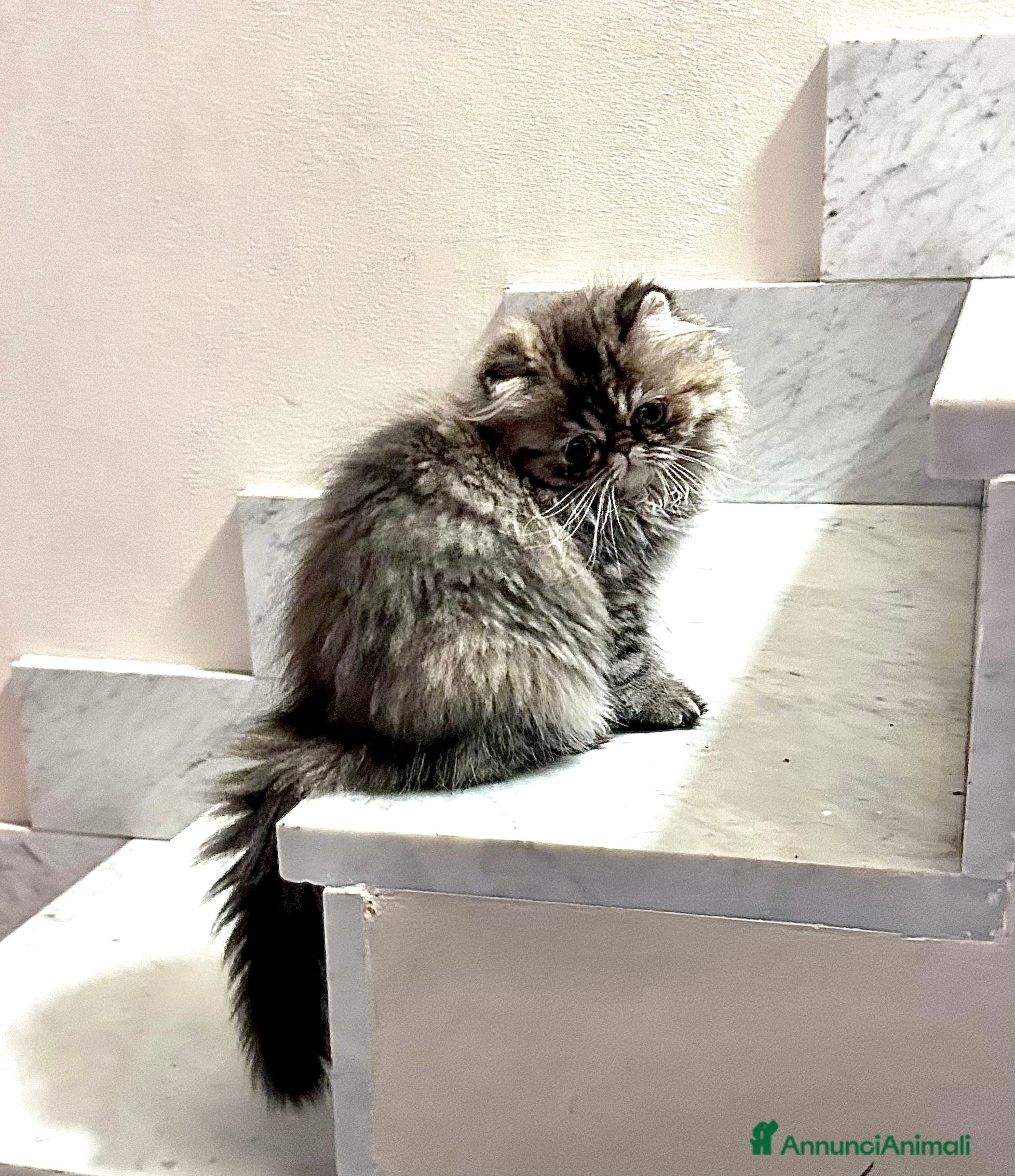 Persiano gatti Gatto Persiano cucciolo - Annuncio 1