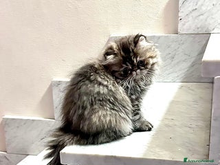 Persiano gatti Gatto Persiano cucciolo - Annuncio 10