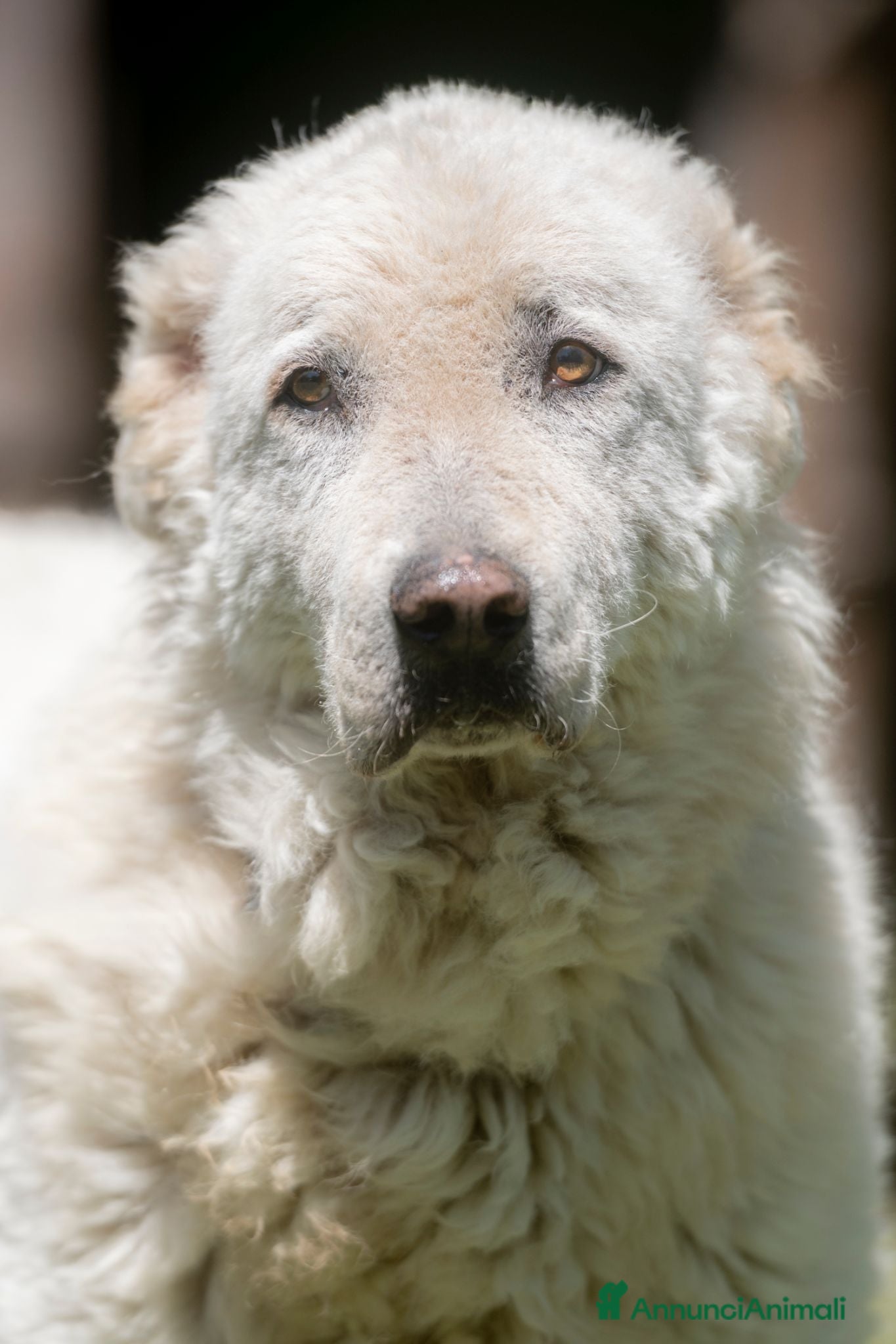 Meticcio cani IL DOLCE TIBERIO CERCA ADOZIONE A DISTANZA - Annuncio 36