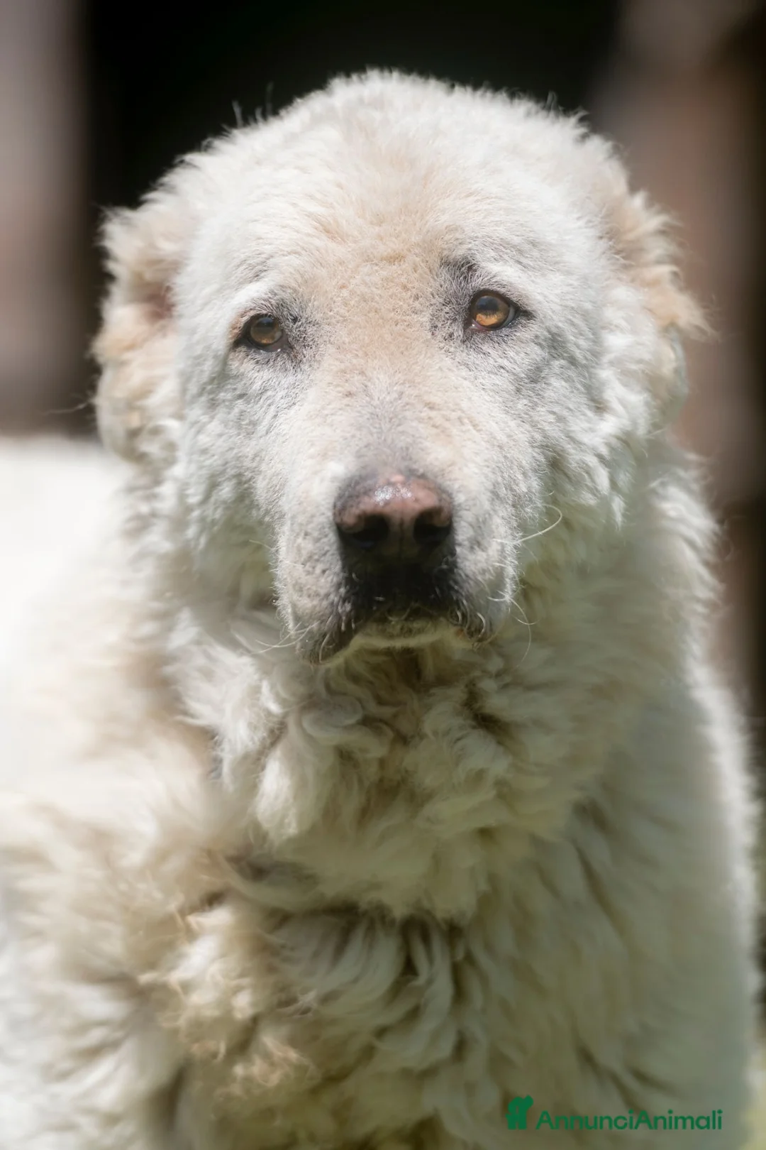 Meticcio cani in regalo: IL DOLCE TIBERIO CERCA ADOZIONE A DISTANZA - Annuncio 1
