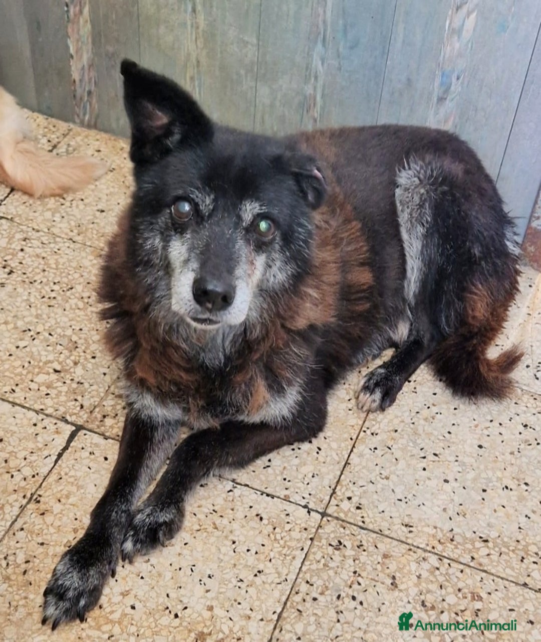 Meticcio cani in regalo: Skizzo 10anni TOGLIAMOLO DAL CANILE!! PUGLIA SOS - Annuncio 9