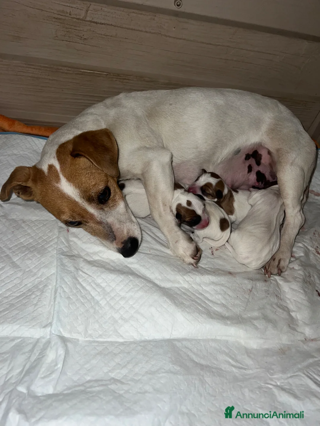Jack Russell cani in vendita: Cuccioli di Jack russel  - Annuncio 3