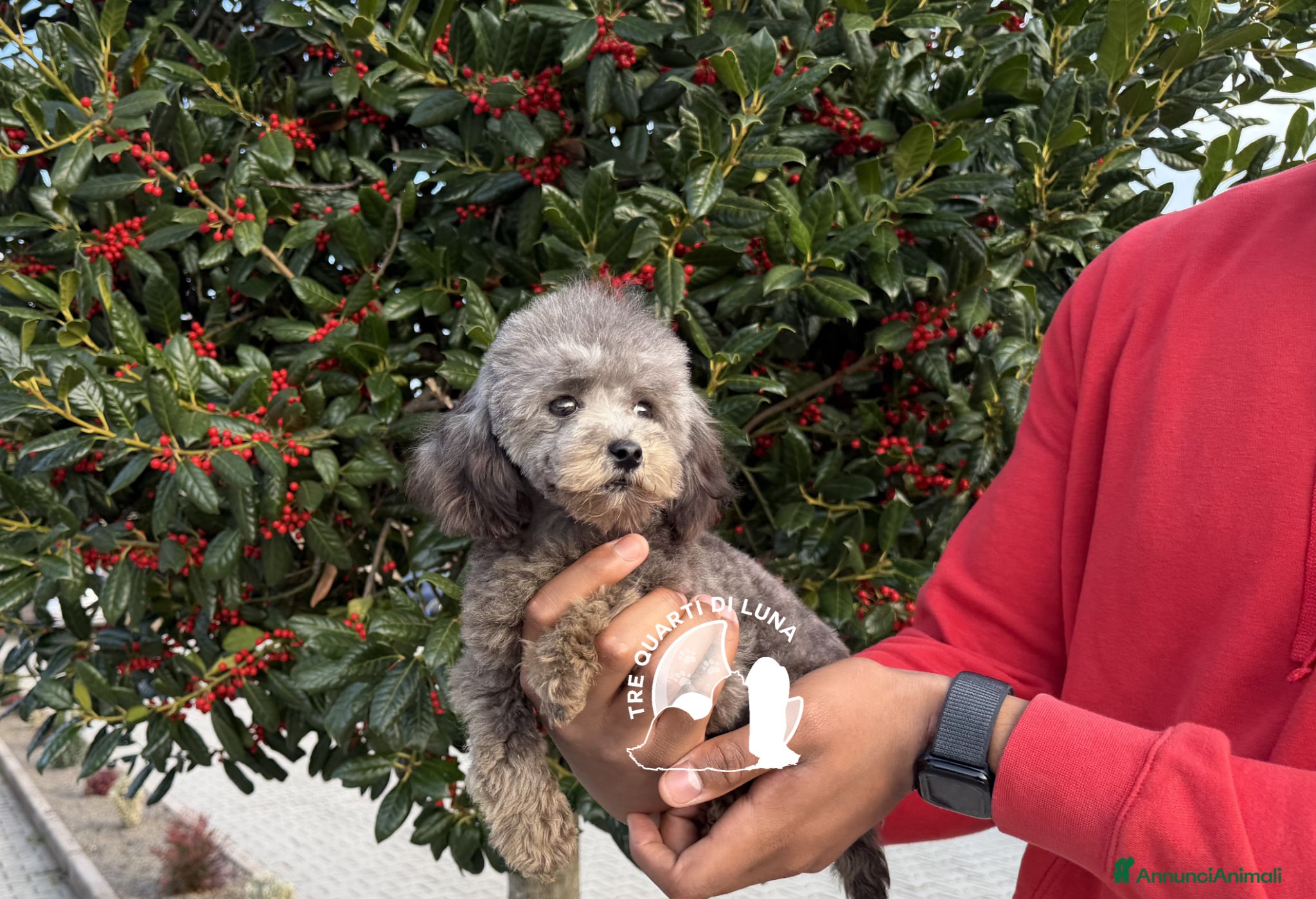 Barboncino Toy cani Barboncino Cucciola Disponibile TREQUARTIDILUNA  - Annuncio 16