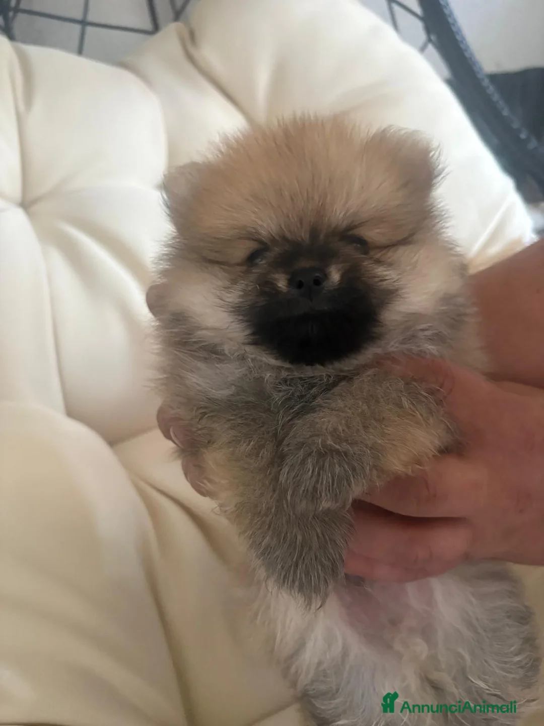 Volpino Pomerania cani in vendita: Vendo cuccioli di Pomerania  - Annuncio 8