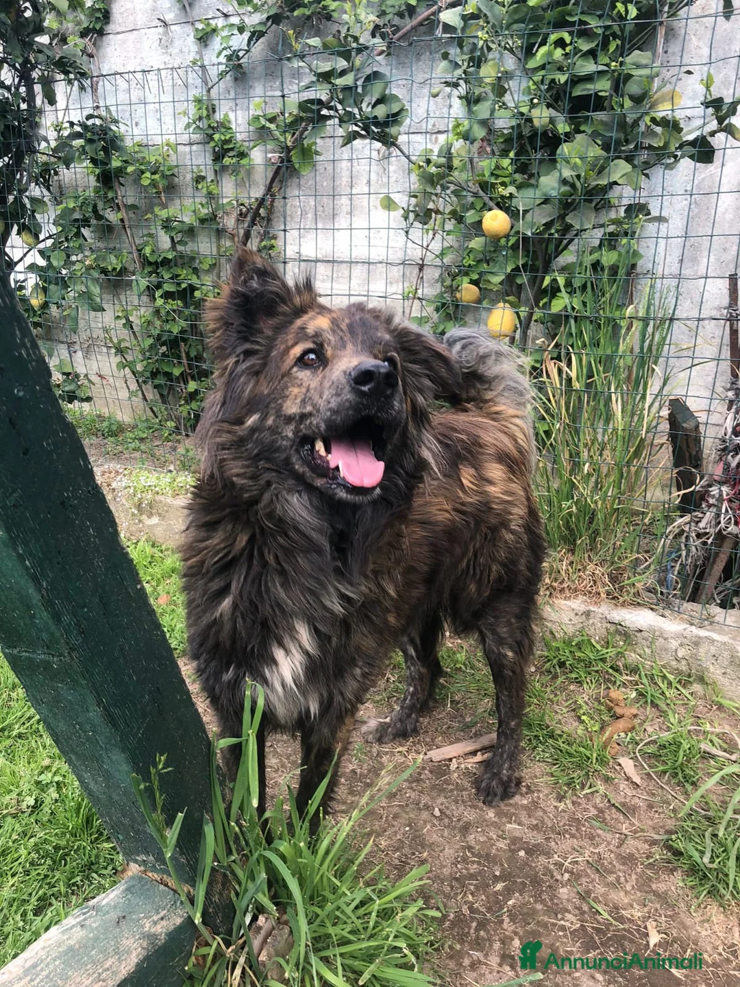 Meticcio cani in regalo: Mix Pastore maculato dal balcone al box.NAPOLI SOS a Città metropolitana di Milano - Annuncio 1