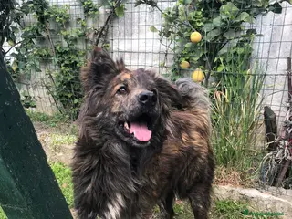 Meticcio cani Mix Pastore maculato dal balcone al box.NAPOLI SOS - Annuncio 26