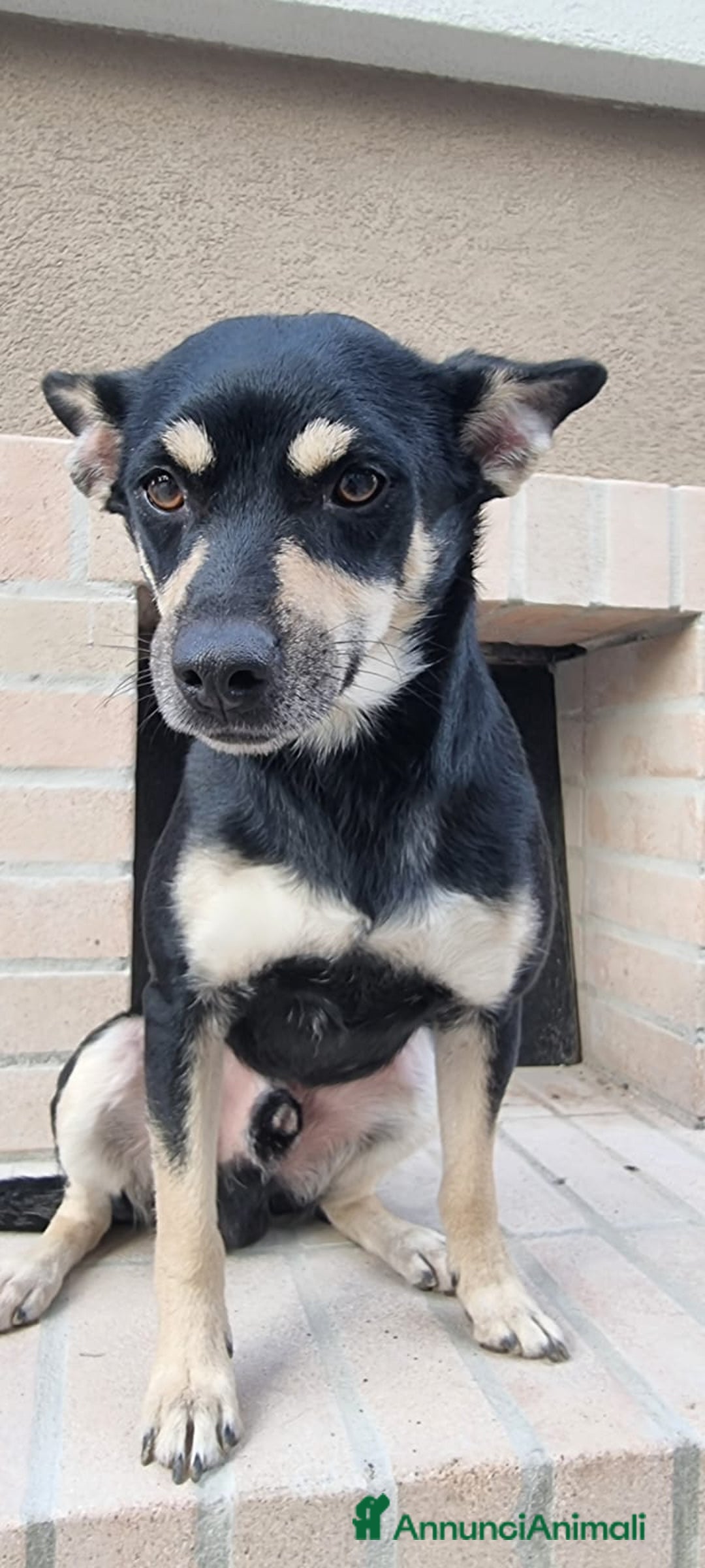 Meticcio cani in regalo: Miele  - Annuncio 4