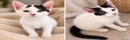 Meticcio gatti in regalo: 2 fratelli dolce, piace di giocare, affetuoso  - Annuncio 1