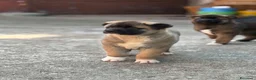 Akita Americano cani in vendita: Akita Americano - Annuncio 12