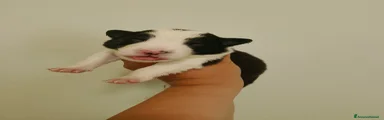 Border Collie femmina nera e bianco 2