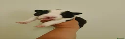 Border Collie cani in vendita:  Border collie Litter k 2026 - Annuncio 3