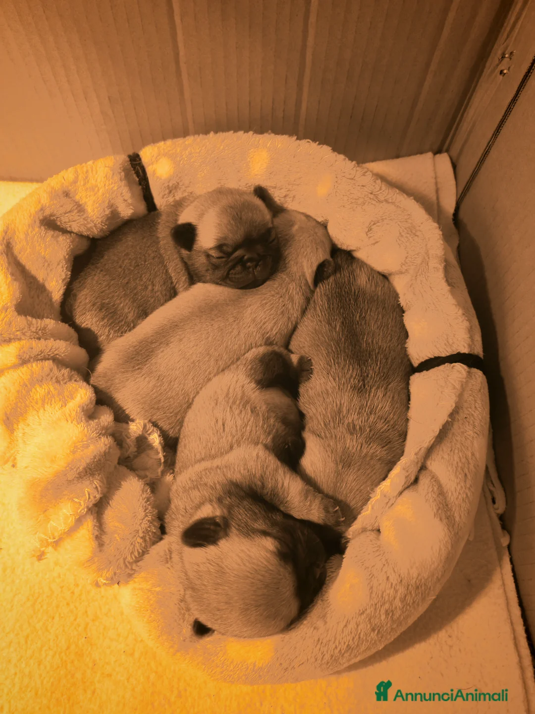 Carlino cani in vendita: Cuccioli di carlino - Annuncio 3