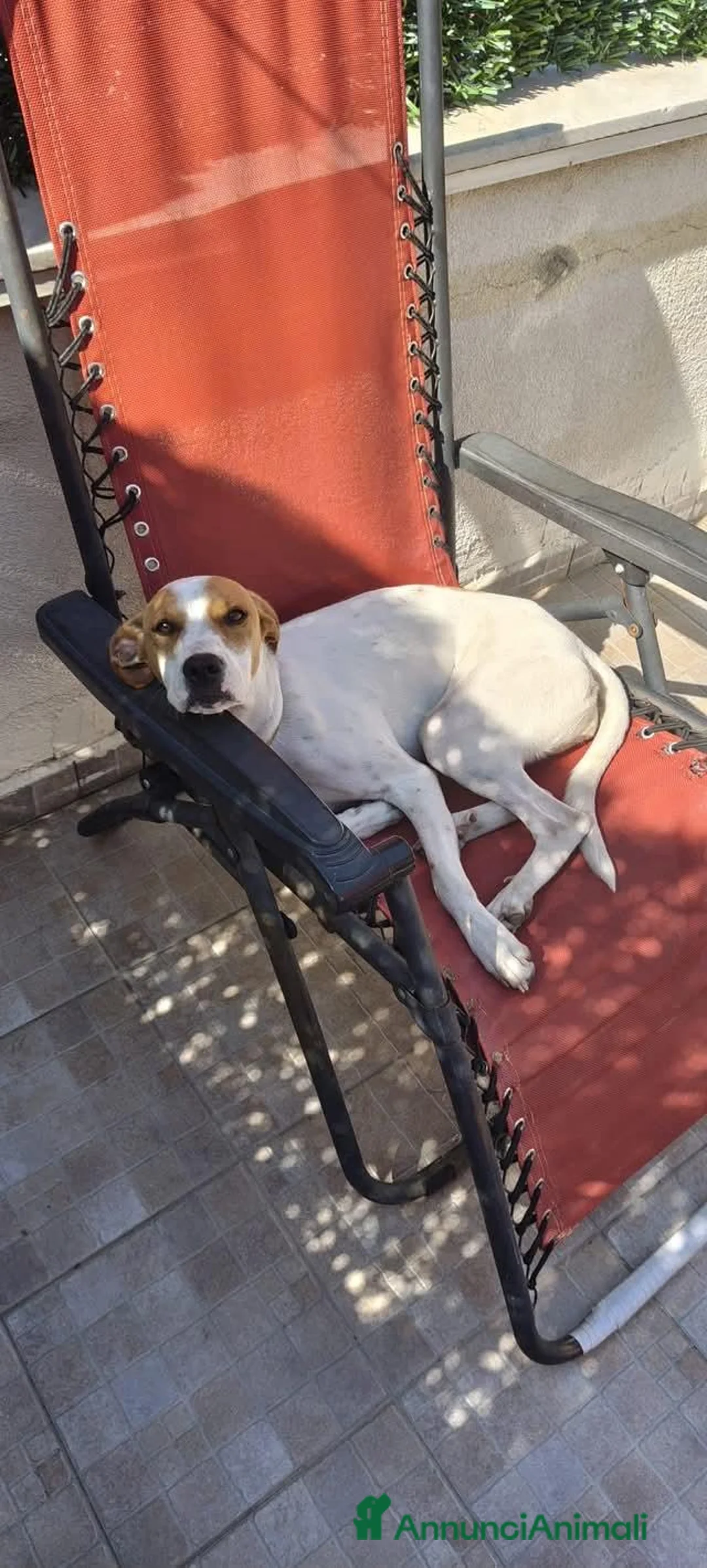 Meticcio cani in regalo: 1 anno taglia media, rinuncia  - Annuncio 9