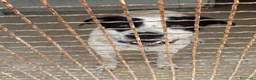 Meticcio cani in regalo: Molossino 1anno era libero..finito in canileNAPOLI - Annuncio 7