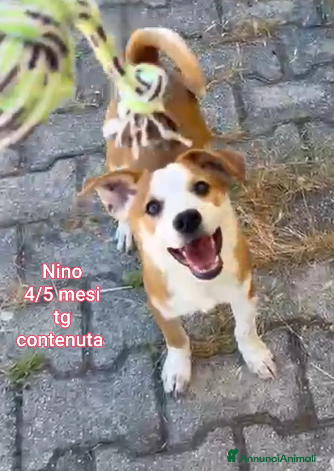Meticcio cani in regalo: CUCCIOLI IN CERCA D'AMORE  a Provincia di Prato - Annuncio 12