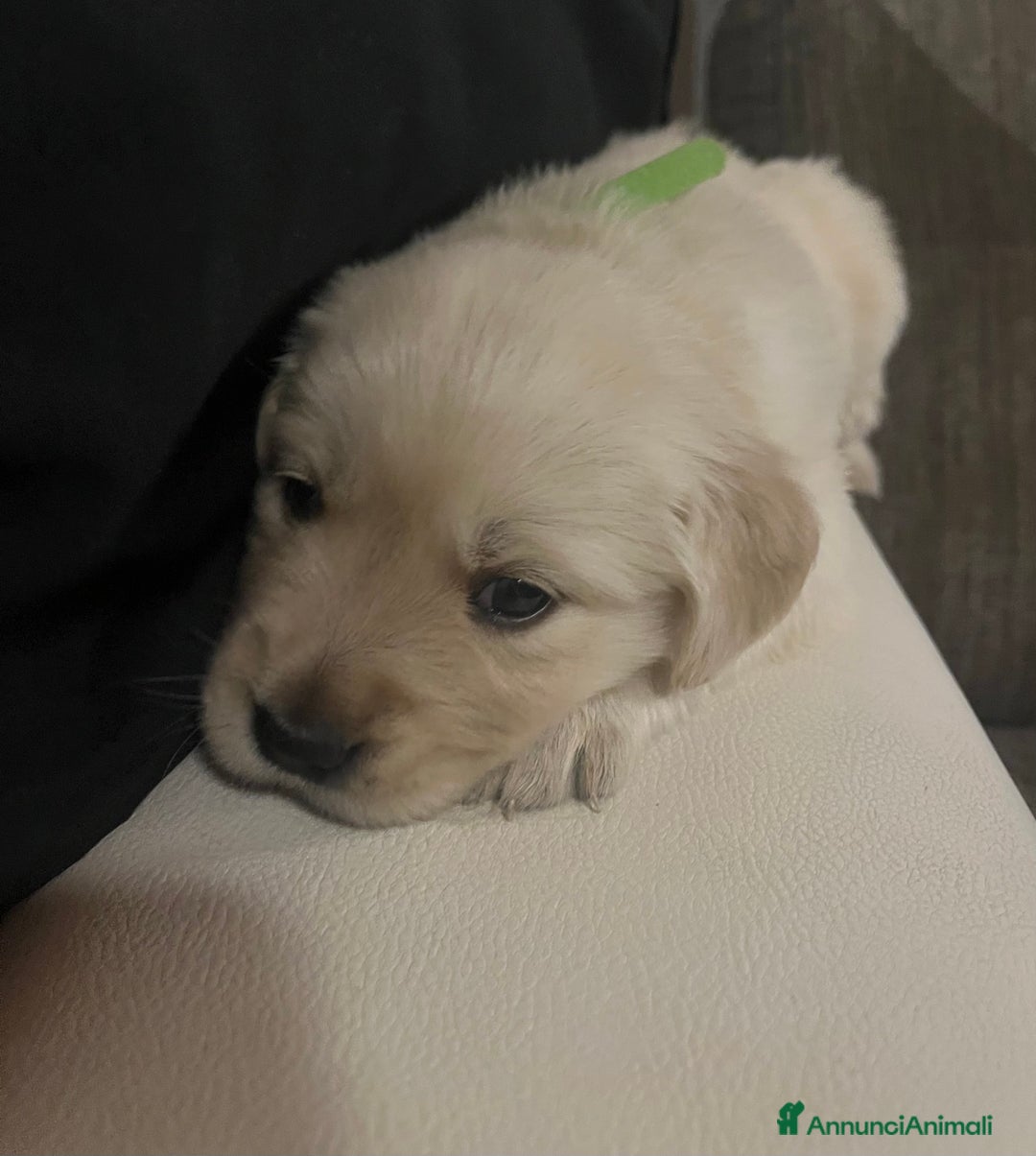 Golden Retriever cani in vendita: Cucciolo di Golden retriver anglo americani  - Annuncio 8