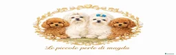 Maltese cani in vendita: Maltese x pasqua  - Annuncio 3