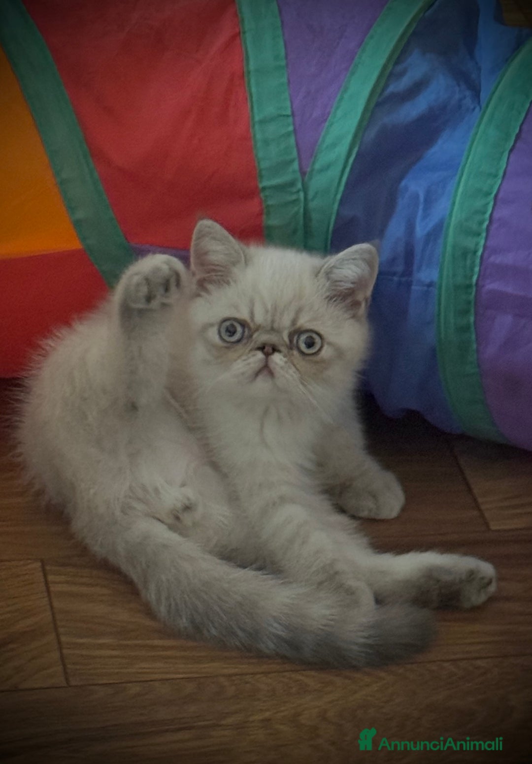 Exotic Shorthair gatti in vendita: CUCCIOLO EXOTIC Blu TabbyPoint-PREZZO INTERESSANTE a Provincia di Verona - Immagine 12