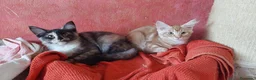 Maine Coon gatti in vendita: Maine Coon due dolci cucciolotte - Annuncio 3