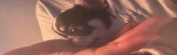 Chihuahua cani per accoppiamento: Chihuahua per monta - Annuncio 4