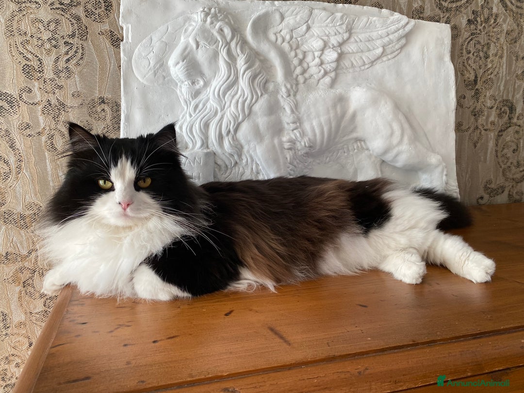 Siberiano gatti per accoppiamento: Stallone siberiano a Provincia di Padova - Immagine 1