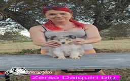 Collie cani in vendita: Collie pastore scozzese  a Provincia di Viterbo - Immagine 5