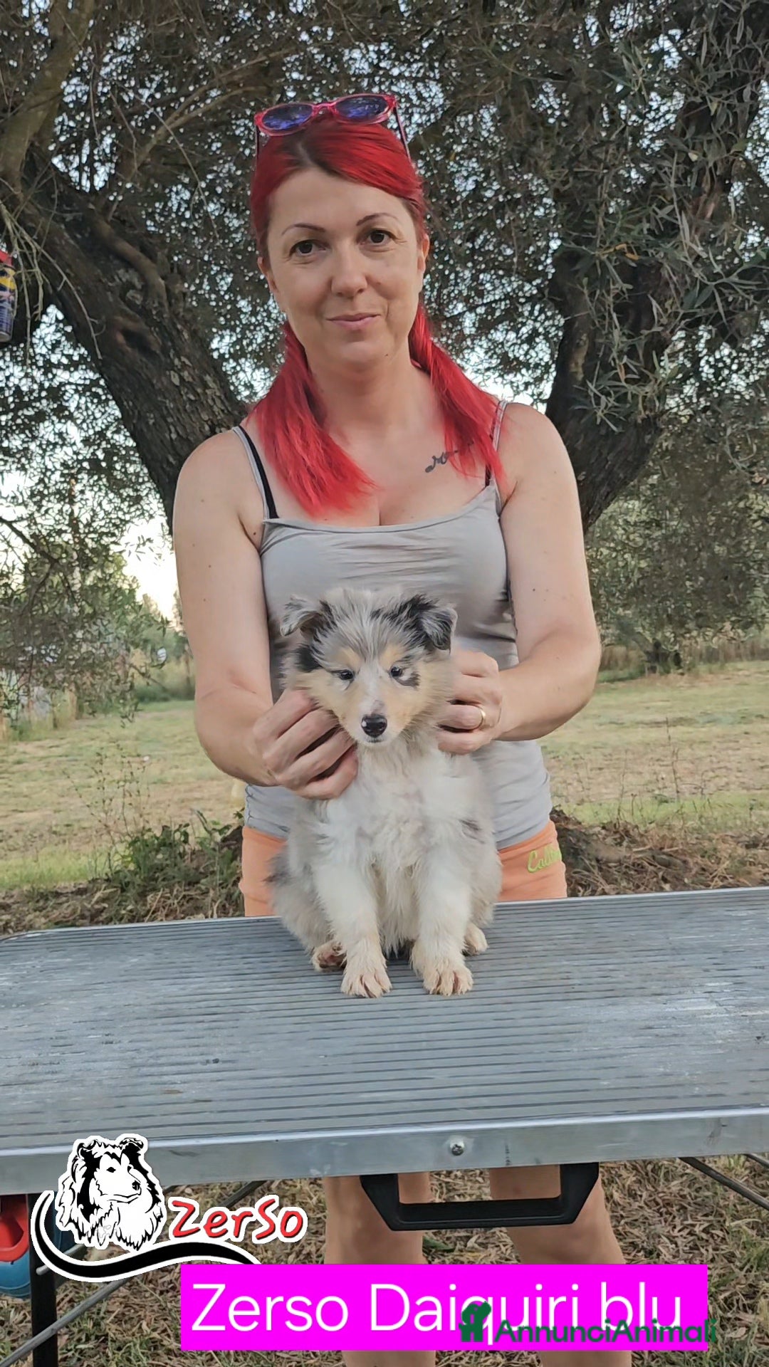 Collie cani in vendita: Collie pastore scozzese  a Provincia di Viterbo - Immagine 5